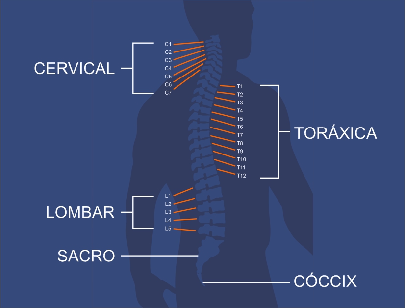 Anatomia da coluna vertebral e a escoliose